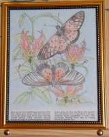 SOLD! Butterfly Pastel Colored Pencil Painting by Laura Wheeler