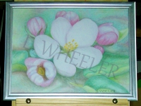 Apple Blossom Parfait Colored Pencil Painting by Laura Wheeler